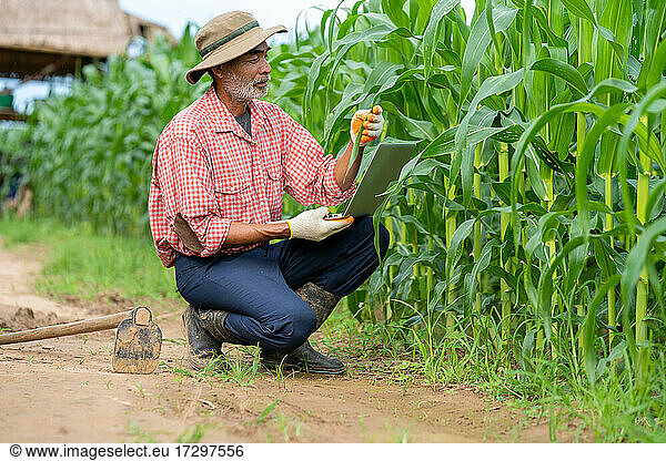 Landwirt inspiziert Mais in einem Maisfeld.