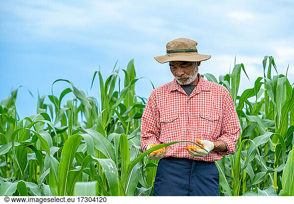 Landwirt inspiziert Mais in einem Maisfeld.