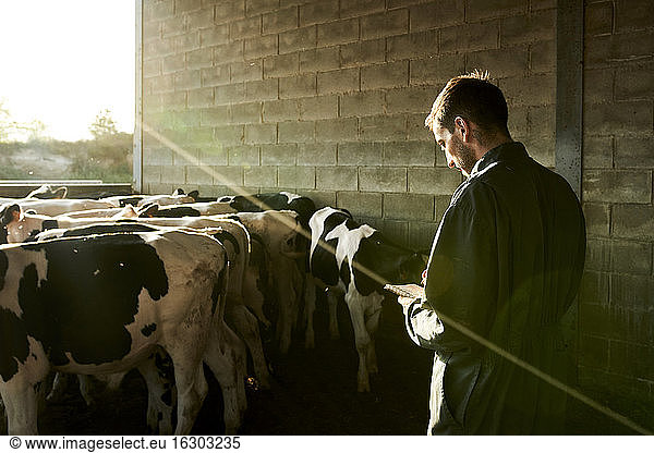 Landwirt kontrolliert die Anzahl der Bullen und macht sich Notizen auf dem Hof