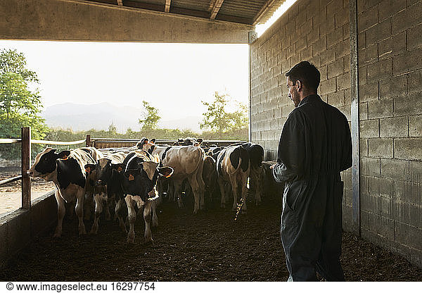 Landwirt kontrolliert die Anzahl der Bullen und notiert sie in einem Notizbuch auf dem Bauernhof