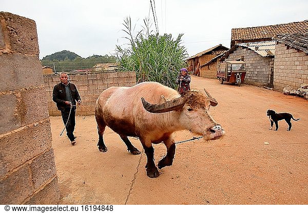 Landwirt mit seinem Wasserbüffel  Yunnan  China