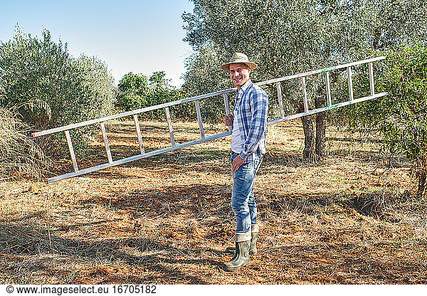 Landwirt nimmt die Treppe  um auf die Olivenbäume zu klettern