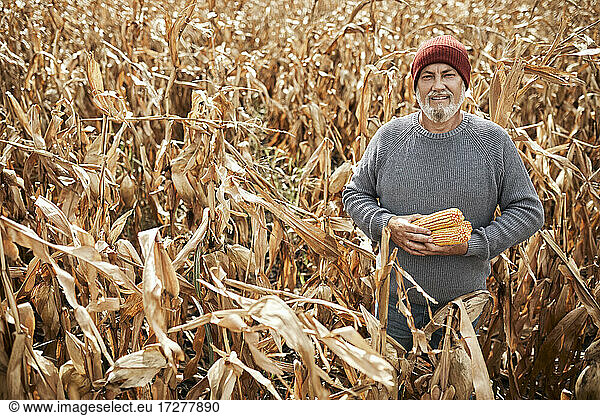 Landwirt sammelt Mais  während er im Maisfeld steht