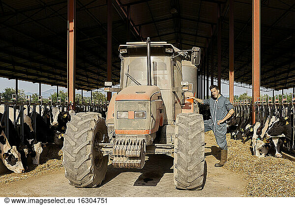 Landwirt steht bei Traktor in Kühe Rinder