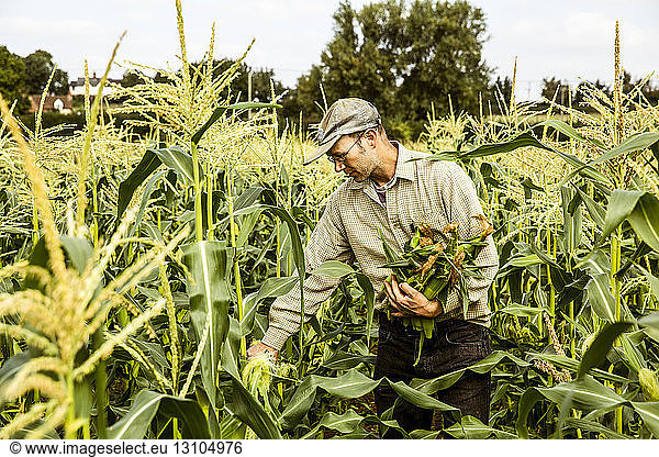 Landwirt steht in einem Maisfeld und erntet Maiskolben.
