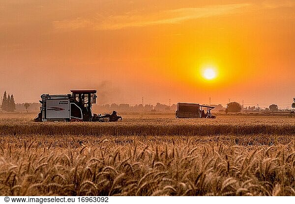 Landwirte ernten