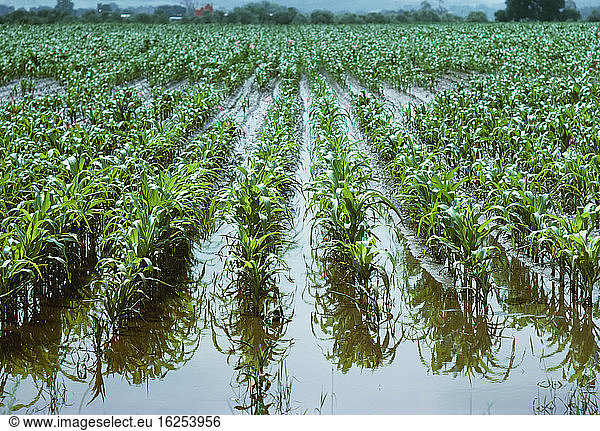 Landwirtschaft - Maisfeld mit frühem Wachstum  stehendes Wasser  schlechte Drainage / Colorado  USA.
