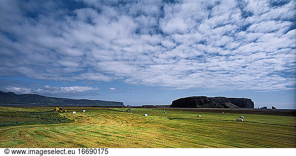 Landwirtschaftliches Feld unterhalb der Klippe von Dyrhólaey in Südisland