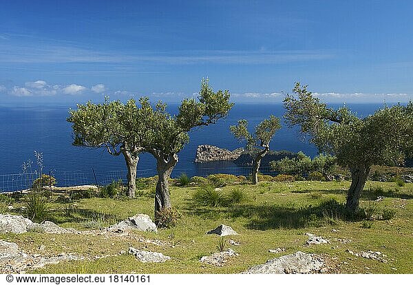 Landzunge Sa Foradada bei Valldemossa  Blick vom Landgut Miramar  Mallorca  Balearen  Spanien  Valdemosa  Olivenbaum  Olivenbäume  Europa