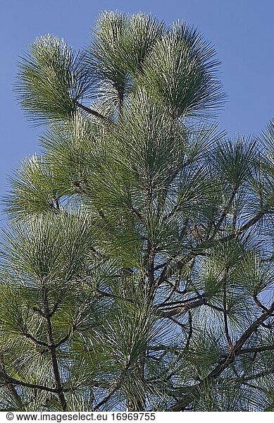 Langblättrige Kiefer (Pinus palustris). Wird auch als Südliche Gelbkiefer  Florida-Kiefer und Georgia-Kiefer bezeichnet. Steht auf der Roten Liste der bedrohten Arten der International Union for Conservation of Nature.