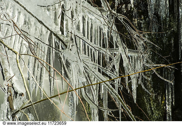 Lange Eiszapfen die sich an einem Ast neben einem Wasserfall im Regenwald der Olympic Peninsula bilden; Washington Vereinigte Staaten von Amerika'.