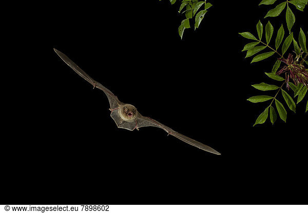 Langflügelfledermaus (Miniopterus schreibersii) im Flug