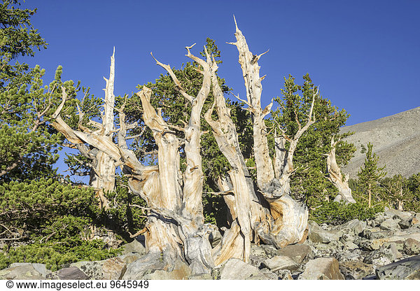 Langlebige Kiefer oder bristlecone pine (Pinus longaeva)  Great Basin Nationalpark  Baker  Nevada  USA  Nordamerika