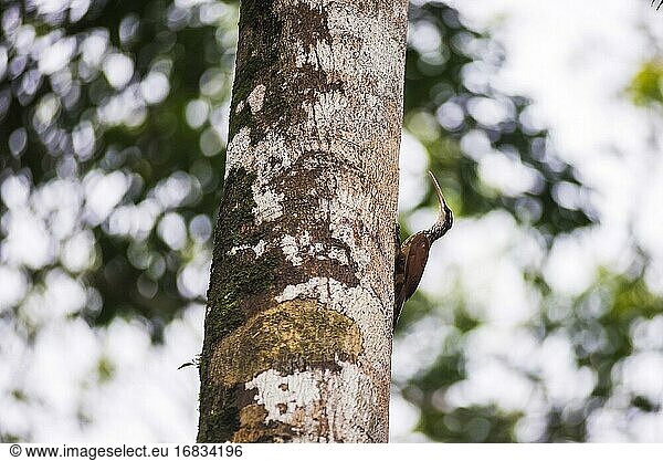 Langschnabel-Baumsteiger (Nasica longirostris) im Amazonas-Regenwald  Coca  Ecuador  Südamerika