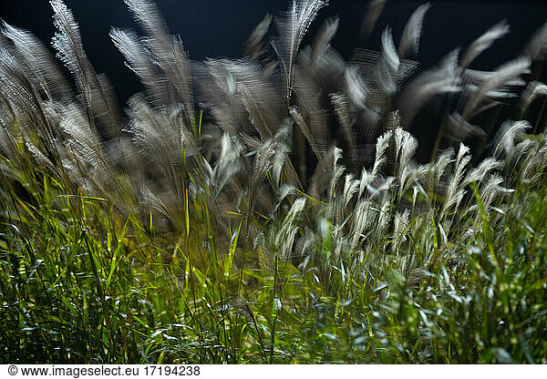 Langzeitbelichtung von im Wind tanzendem hohen Gras