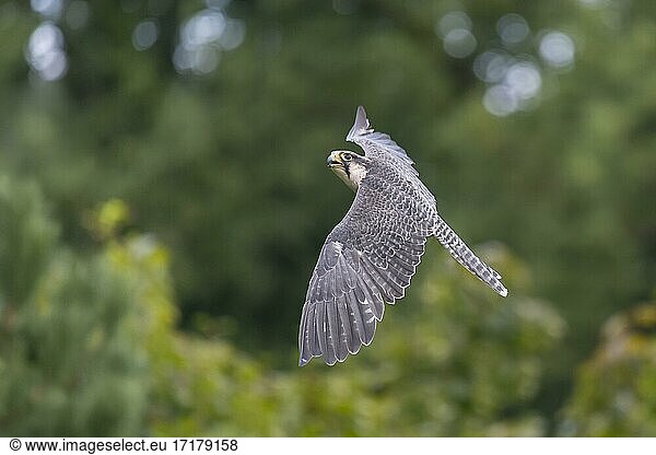 Lanner falcon (Falco biarmicus)  in flight  captive  Lower Saxony  Germany  Europe