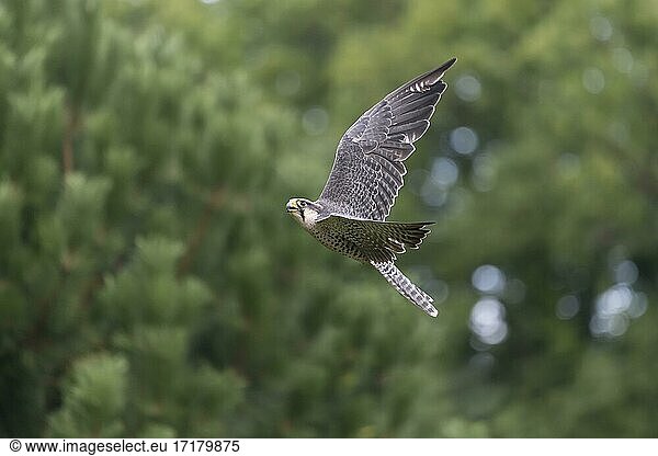 Lanner falcon (Falco biarmicus)  in flight  captive  Lower Saxony  Germany  Europe