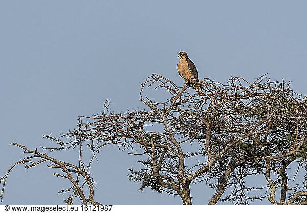 Lanner Falcon (Falco biarmicus) on a branch  KwaZulu-Natal  South Africa