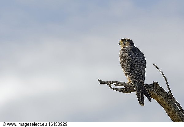 Lannerfalke (Falco biarmicus)  erwachsen  auf einem Ast sitzend  in der Spitze eines Baumes  auf der Suche nach Beute  Kgalagadi Transfrontier Park  Nordkap  Südafrika  Afrika.