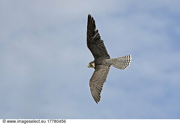 Lannerfalke  Lannerfalken (Falco biarmicus)  Falke  Greifvögel  Tiere  Vögel  Lanner Falcon adult  in flight (captive)