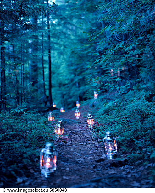 Lanterns marking a path through the woods