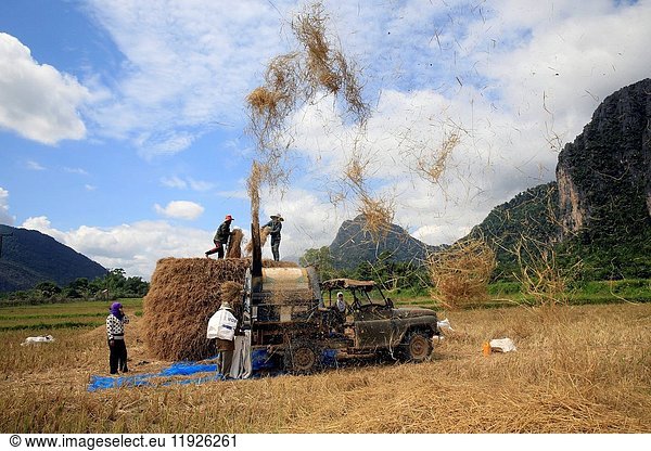 Lao farmers harvesting rice in rural lanscape.