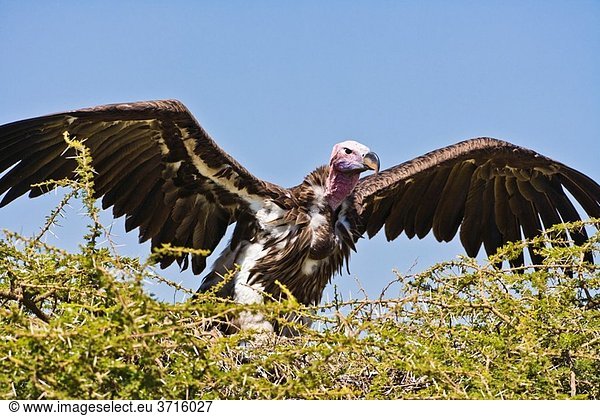 Lappet-faced vulture (Torgos tracheliotus) taking off from its nest in the Serengeti National Park in Tanzania  Africa