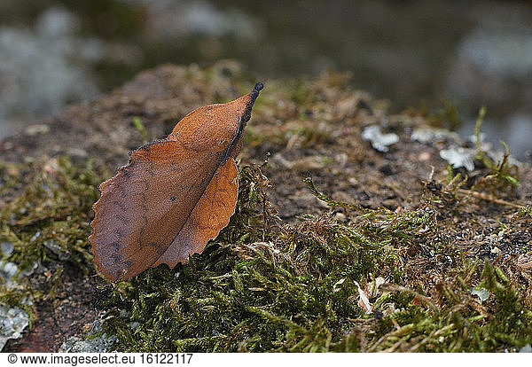 Lappet moth (Gastropacha quercifolia) resting  mimetic of a dead oak leaf  Oak forestation  France