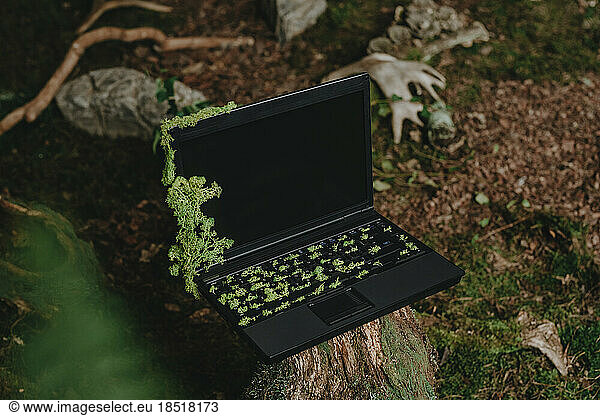 Laptop covered in moss on tree stump