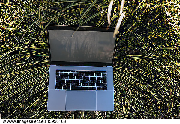 Laptop in tall grass