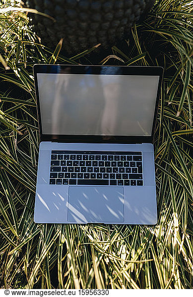 Laptop in tall grass