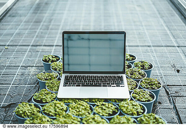 Laptop over potted plants in greenhouse