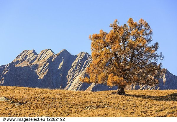 Larch tree with the rocky peaks of Masino valley on background  Alpe Granda  Valtellina  province of Sondrio  Lombardy  Italy.