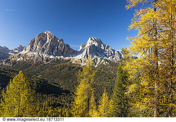 Larch trees in autumn surrounding Tofane  Dolomites  Italy