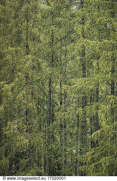 Larch trees in forest