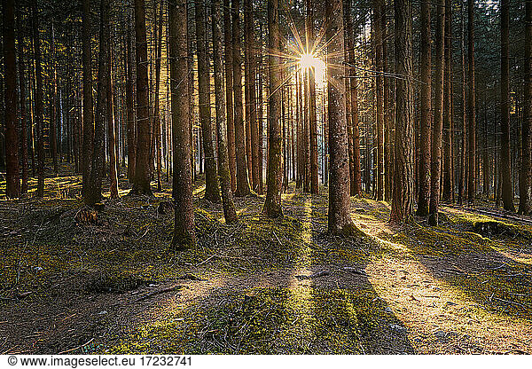 Larch wood and sun star between tree trunks  Trentino-Alto Adige  Italy  Europe