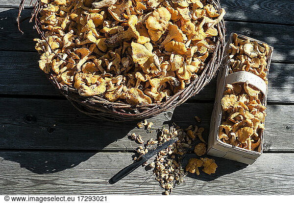 Large and small basket of chantarelle mushrooms
