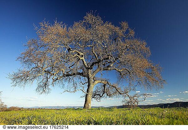 Large bare tree under blue sky at Cabaneros National Park  Spain