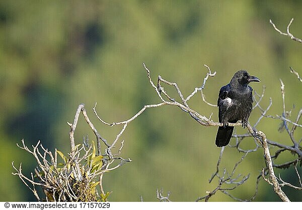 Large-billed Crow (Corvus macrorhynchos) perched on branch. Himalayan foothills. Nepal.