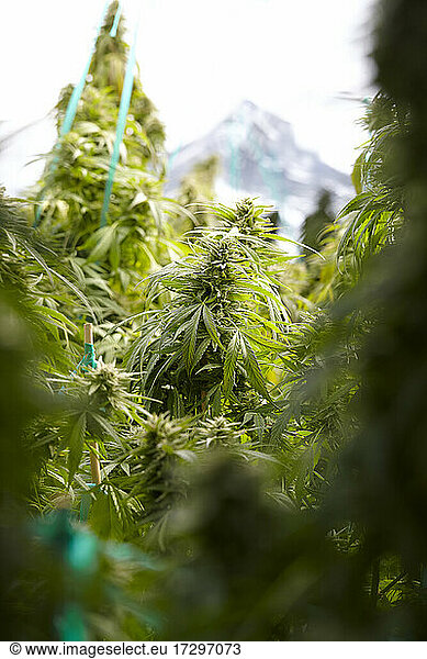 large cola of flowering cannabis strain ak-47