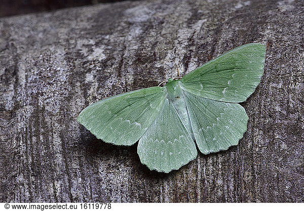 Large Emerald (Geometra papilionaria) Imago on a trunk woods  gardens  Brittany  France