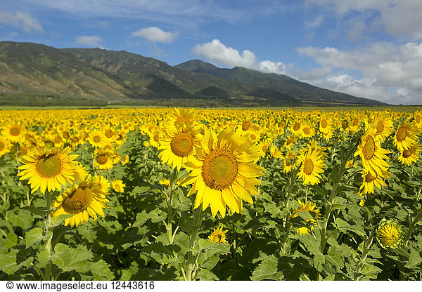 Large field of sunflowers in bloom in Central Maui. Flowers will be used for biofuel  Waiehu  Maui  Hawaii  United States of America