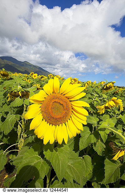 Large field of sunflowers in bloom in Central Maui. Flowers will be used for biofuel  Waiehu  Maui  Hawaii  United States of America
