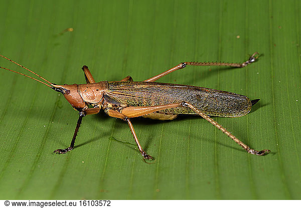 Large grasshopper (Orthoptera sp)  Andasibe  Perinet  Alaotra-Mangoro Region  Madagascar