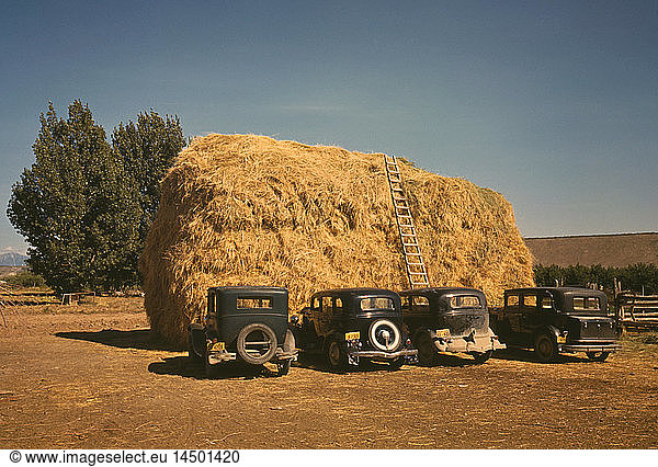 Large Hay Stack and Row of Automobiles at Peach Orchard  Delta County  Colorado  USA  Russell Lee for Farm Security Administration - Office of War Information  September 1940