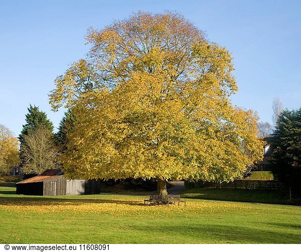 Large lime tree in autumn leaf on the village green in Westleton  Suffolk  England