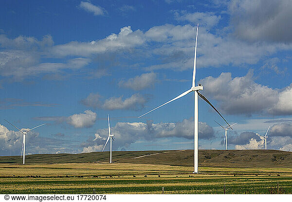 Large metal wind turbines in a field with cattle grazing and blue sky and clouds; Alberta  Canada