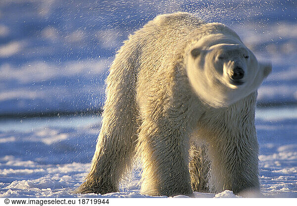Large Polar Bear Shaking Off Water  Arctic National Wildlife Refuge  Alaska