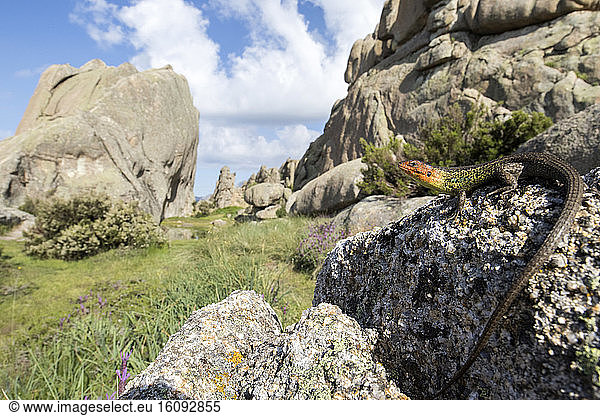 Large Psammodromus (Psammodromus algirus) male on rock Guadarrama National Park Spain