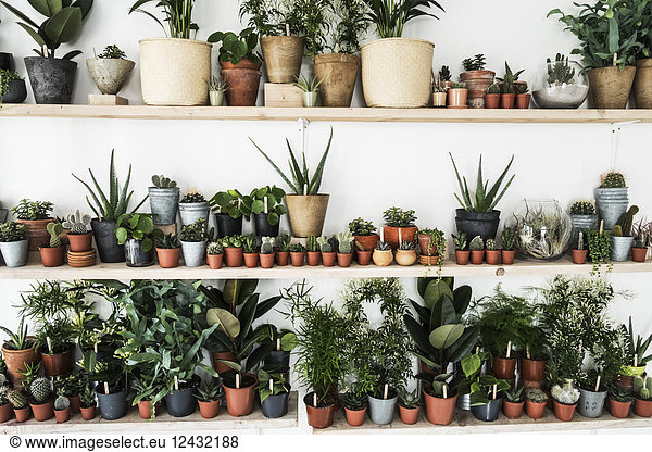Large selection of plants in flowerpots on shelves in a plant shop.